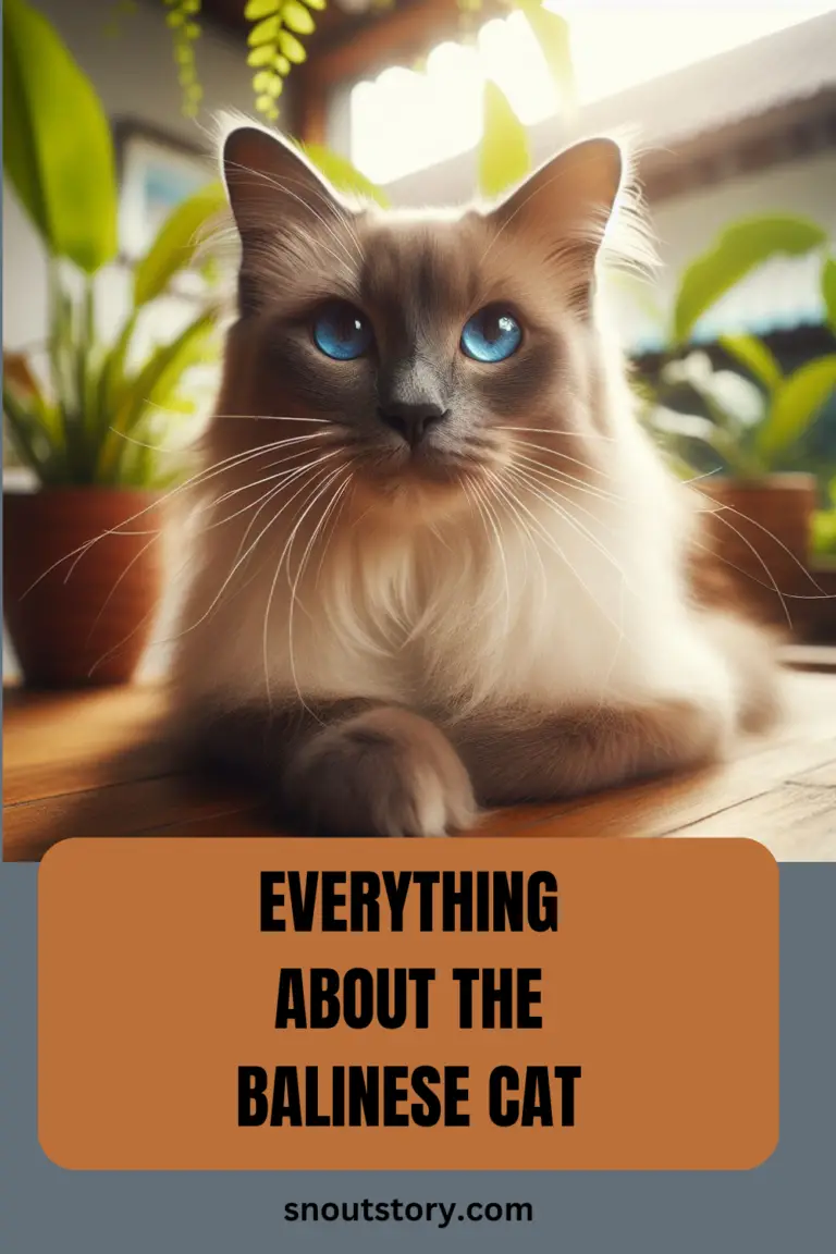 Everything About Balinese Cat