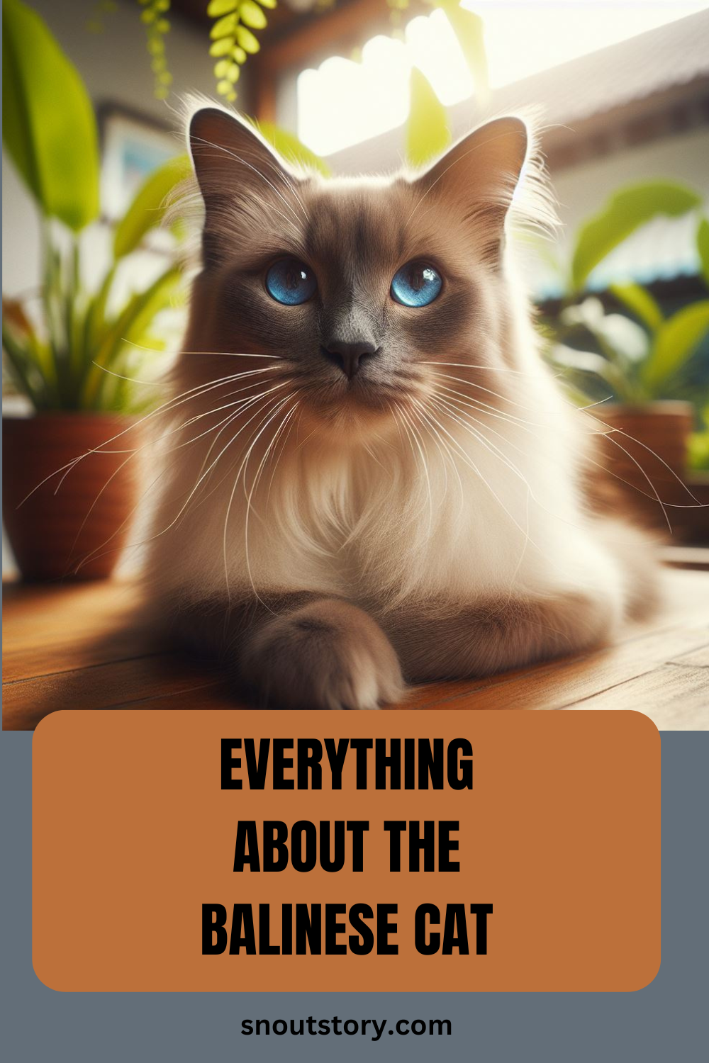 Everything About The Balinese Cat (Long Haired Siamese Cat) A Complete Breed Guide