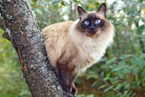 Balinese Cat (Long Haired Siamese Cat)