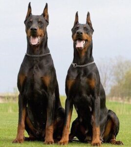 European Doberman Facts