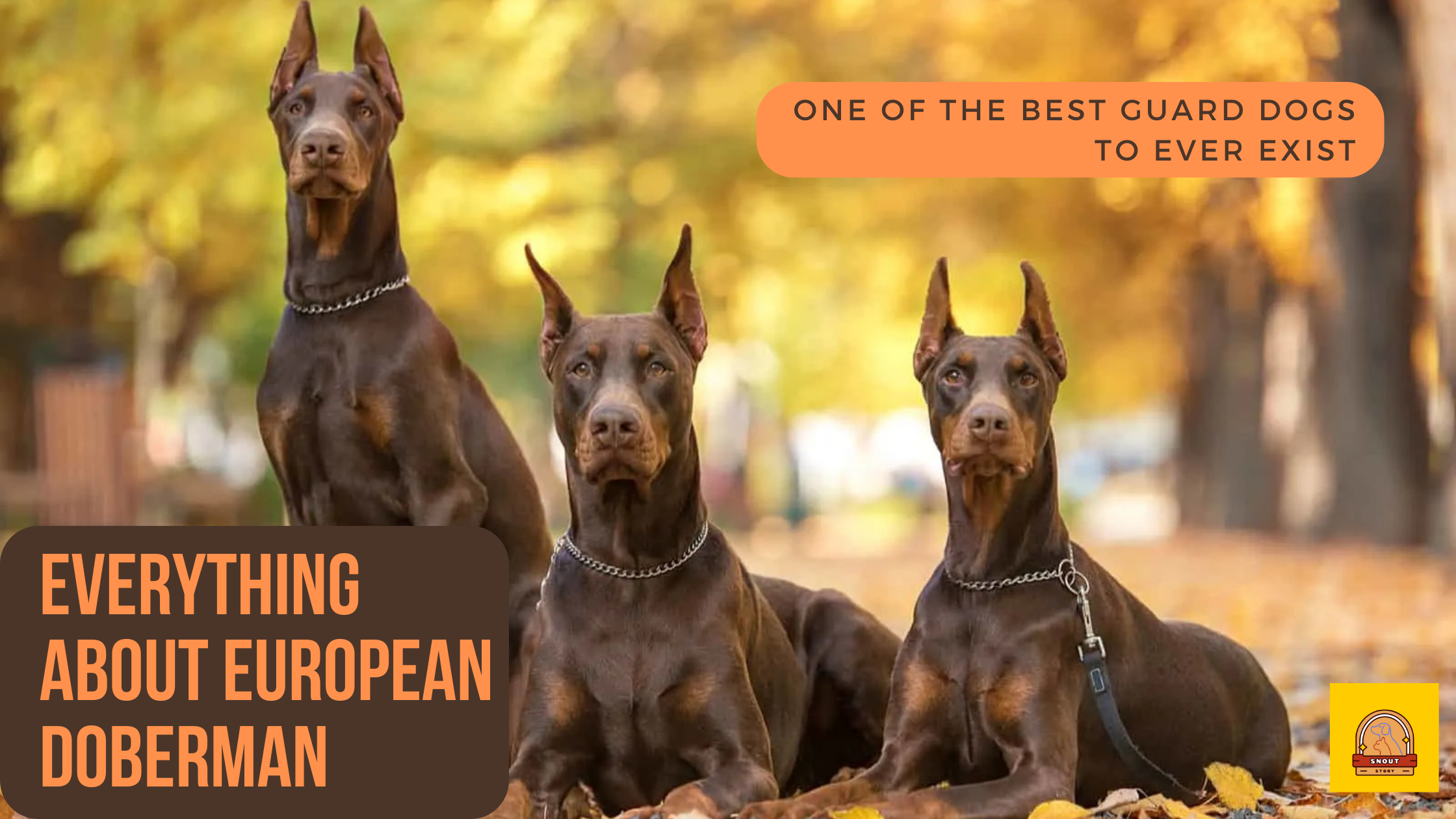 Everything About European Doberman Pinscher: A Complete Breed Guide