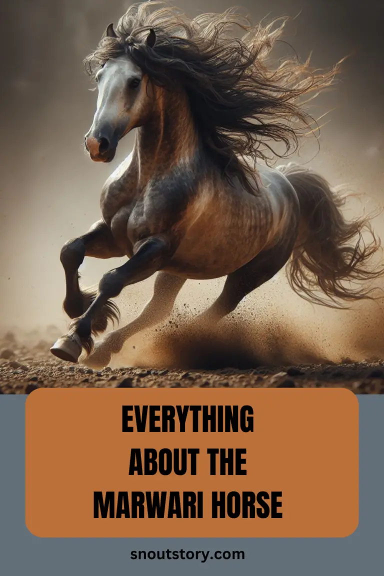 Everything About Marwari Horse