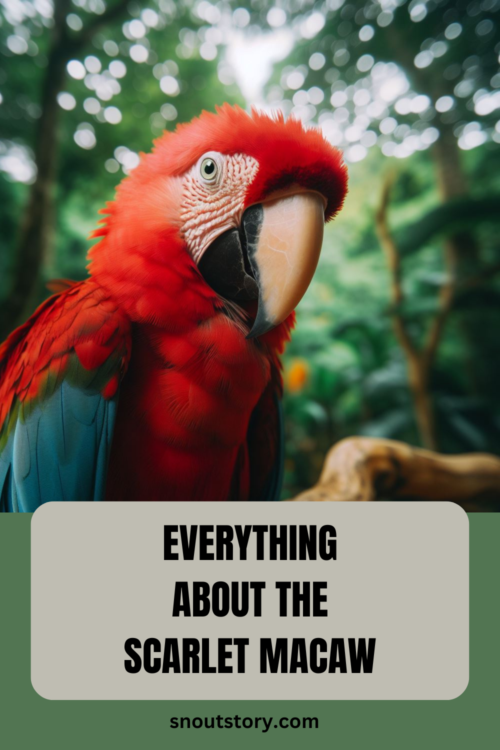 Everything About the Vibrant Scarlet Macaw