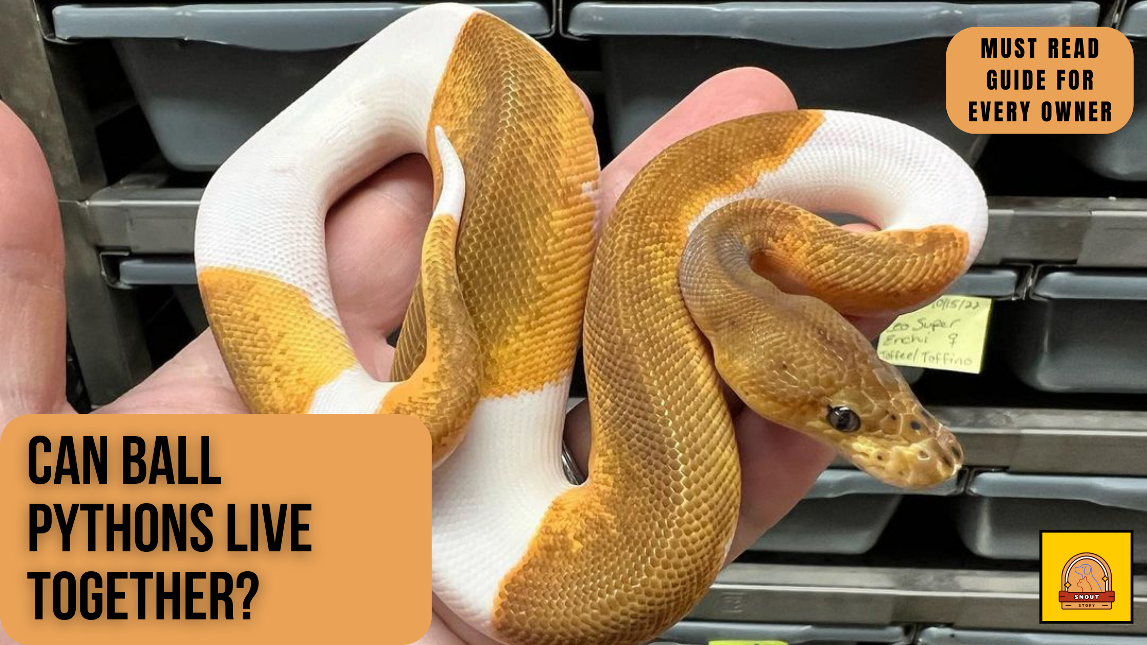 Can Ball Pythons Live Together in a Same Enclosure?