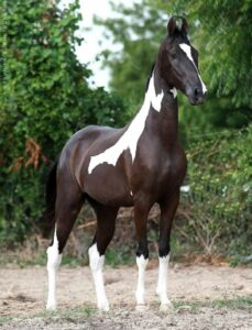 Marwari Horse