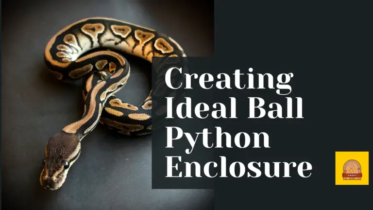 Creating an Ideal Ball Python Enclosure