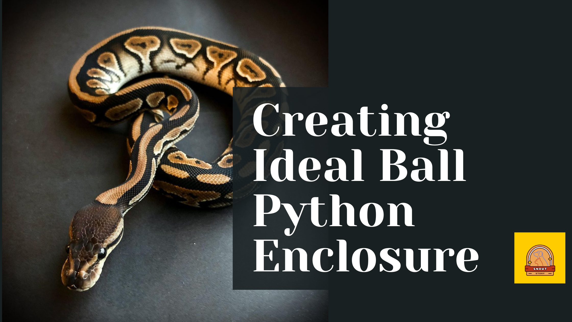 Ball Python Enclosure and Habitat: How to Create an ideal enclosure