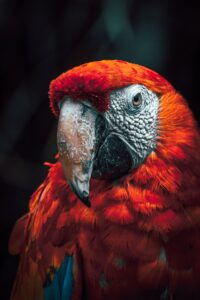 Scarlet Macaw Fact