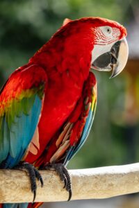 Scarlet Macaws as Pets