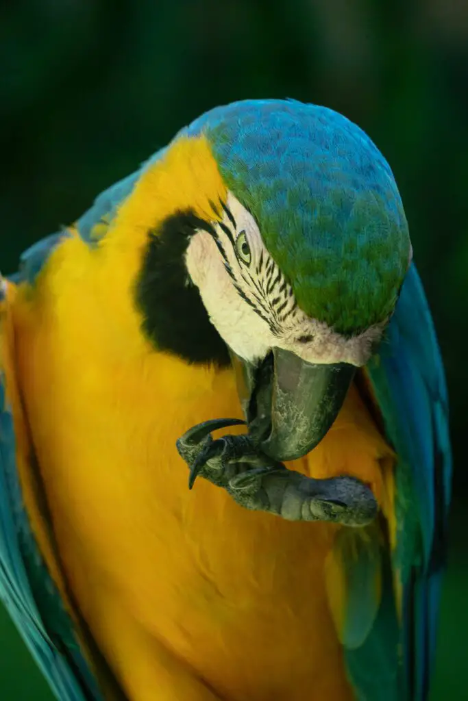 Snout Story Macaw