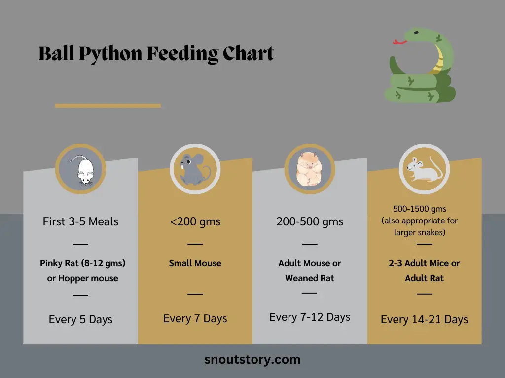 Ball Python Feeding Chart and Schedule