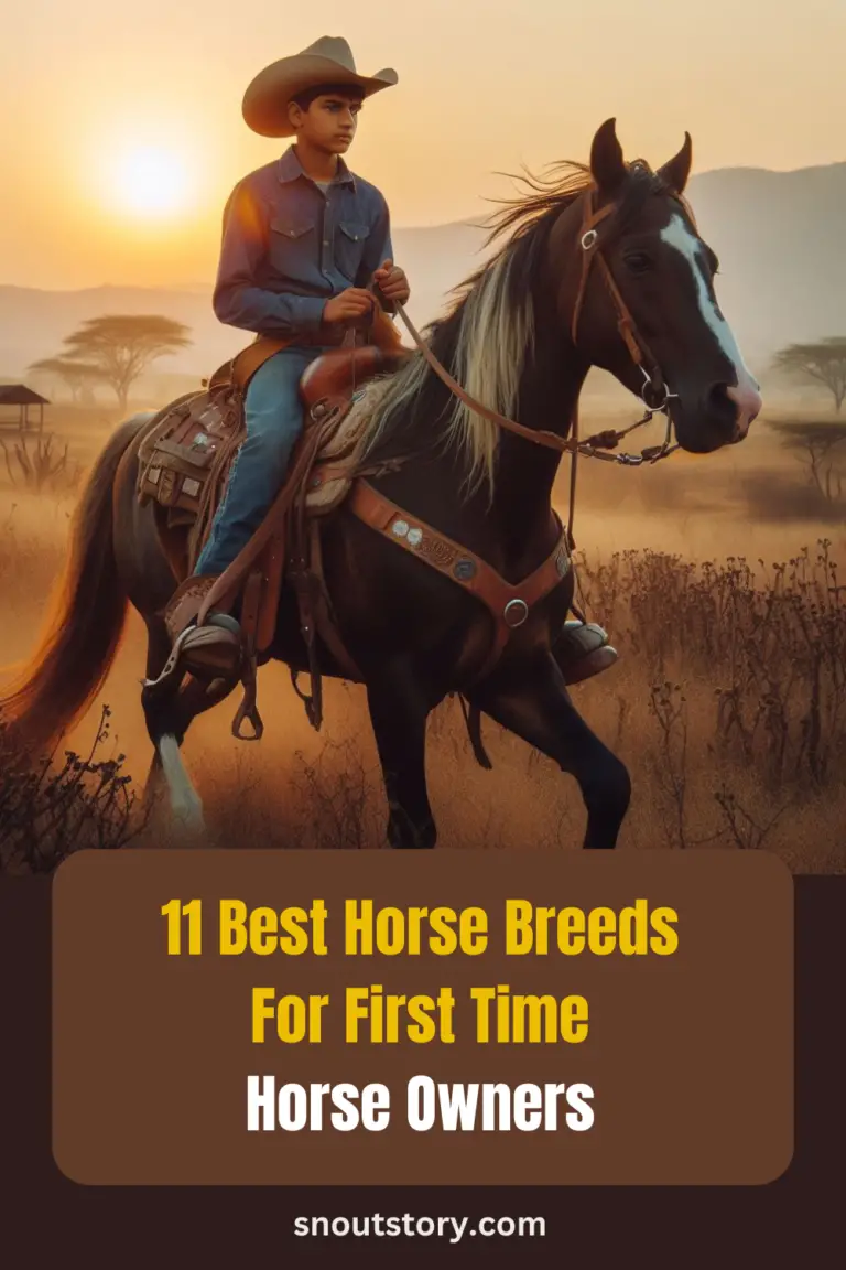 11 Best Horse Breeds for Beginners and First Time Horse Owners