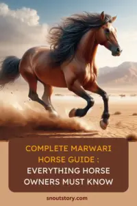 Marwari Horse Care Tips